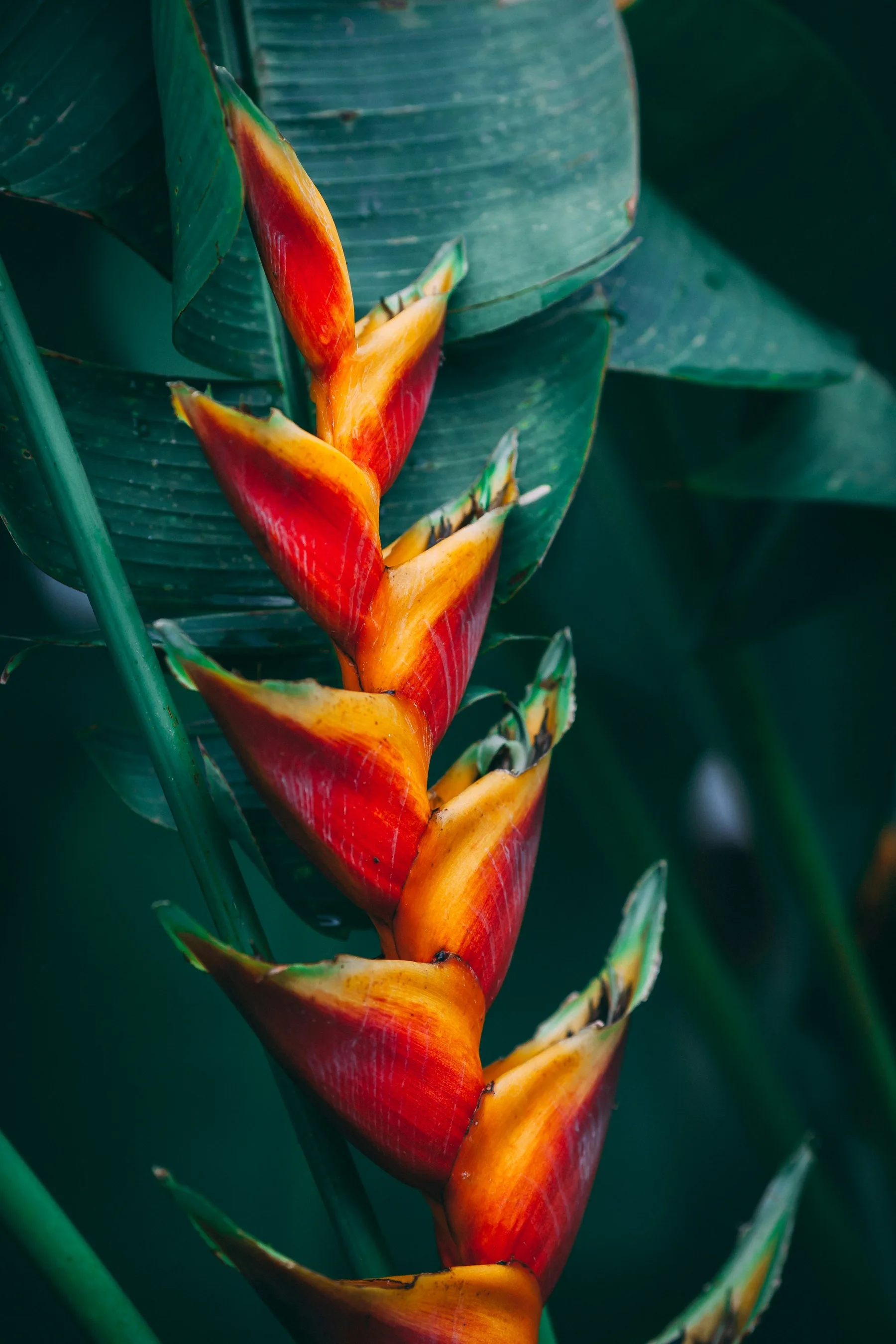 Heliconias en un jardín tropical costarricense