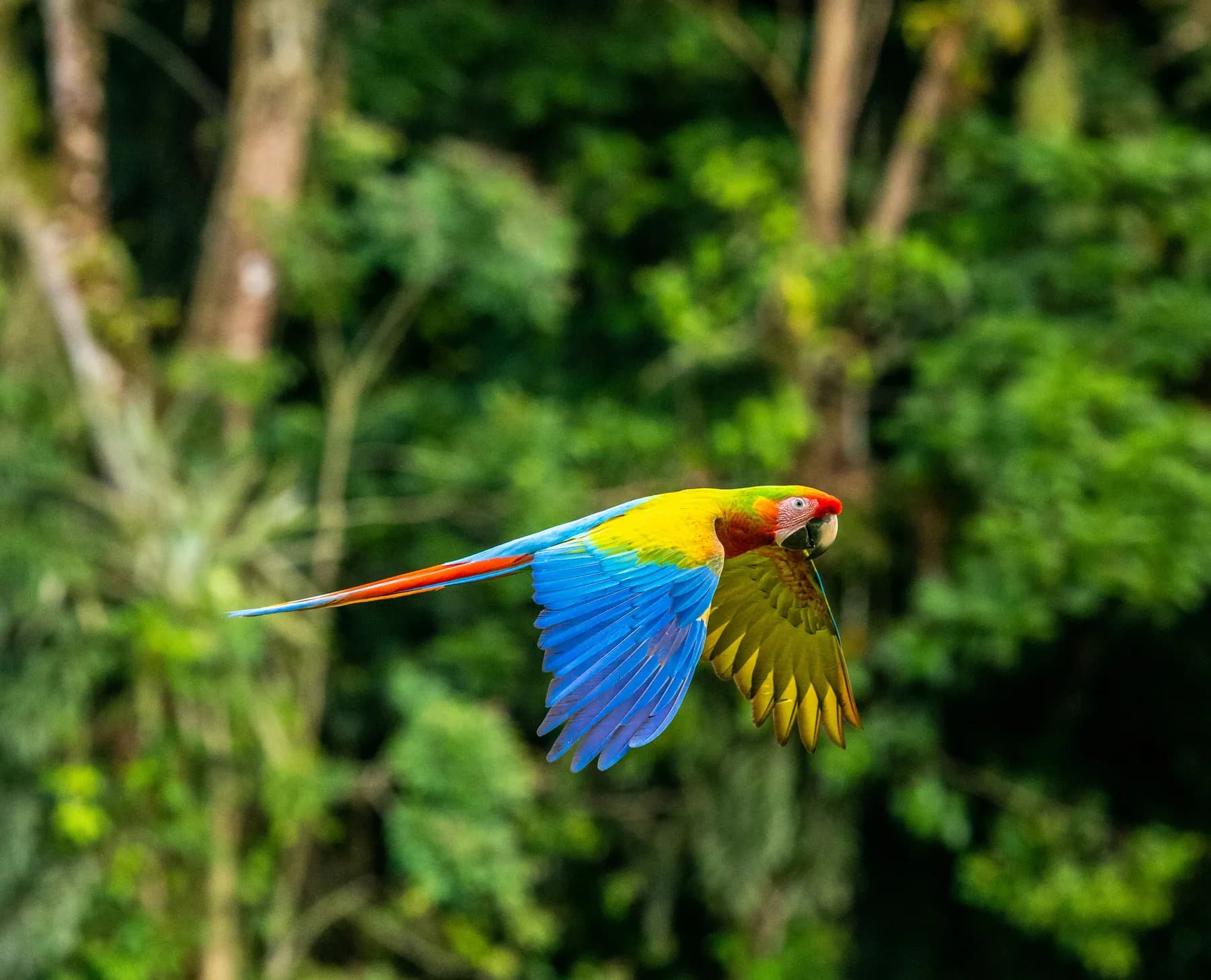 Lapa roja en un entorno natural de Costa Rica