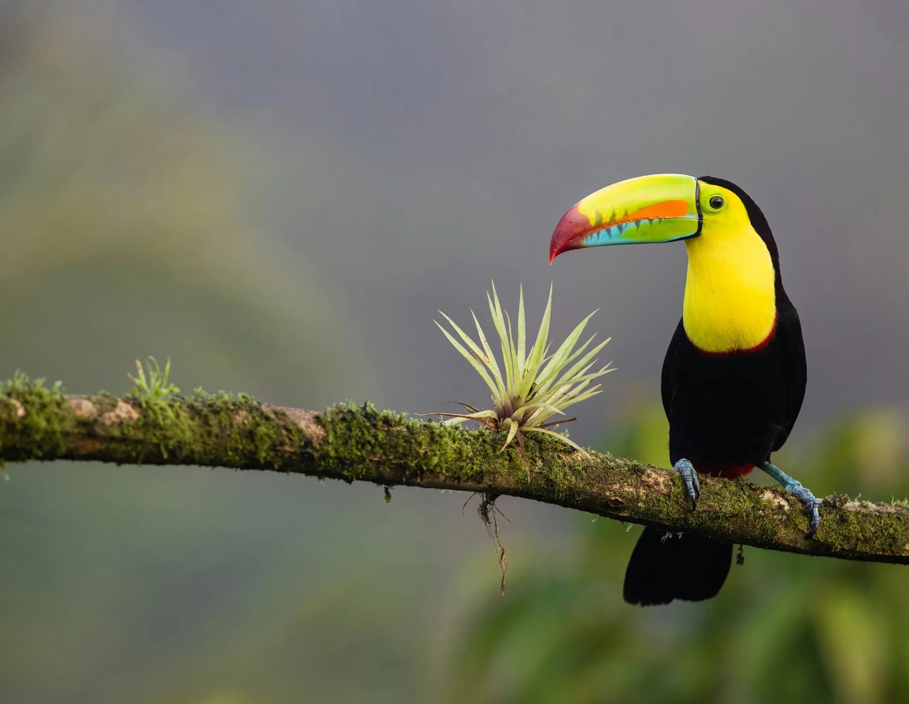 Tucán posado en la selva tropical de Costa Rica