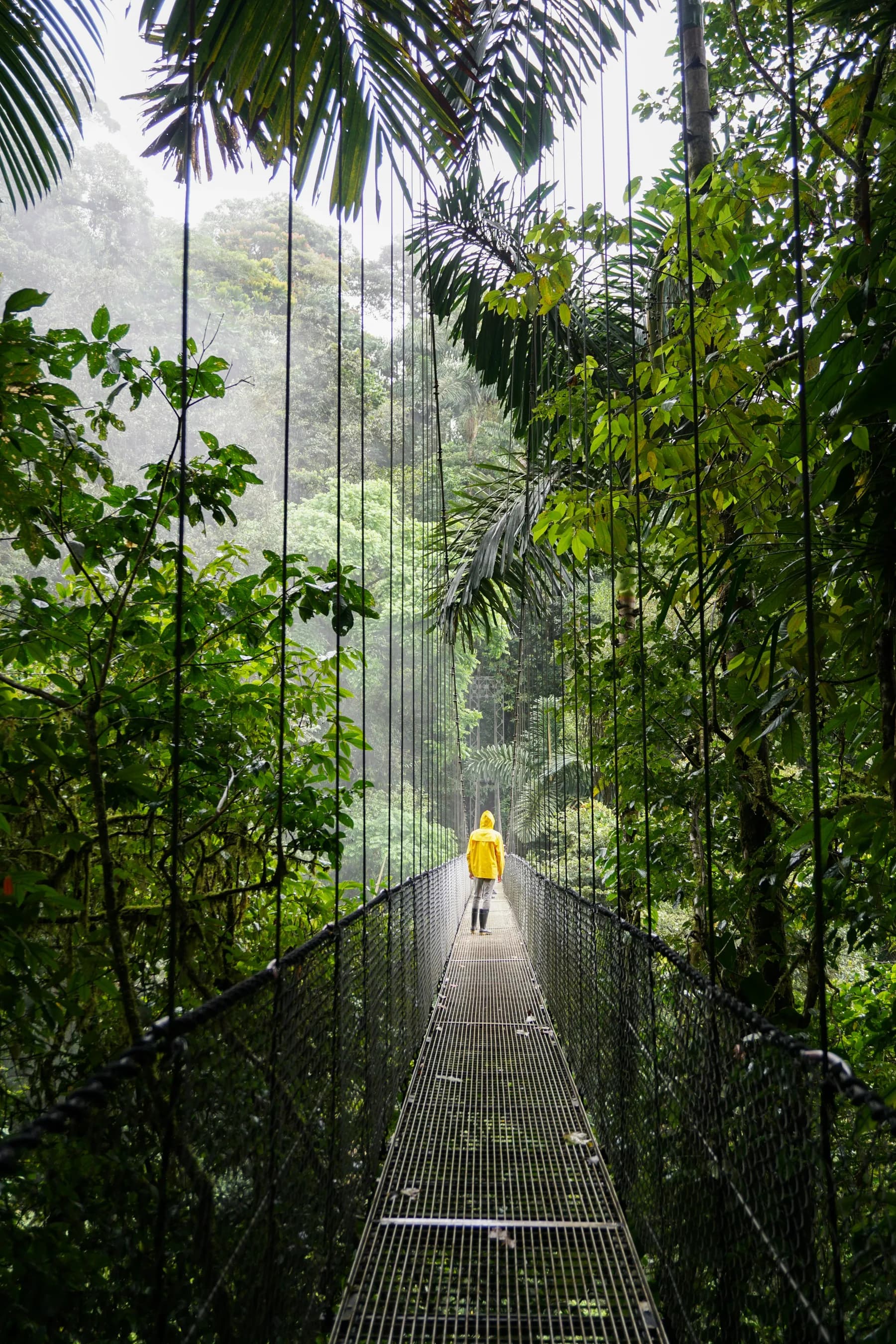 Bosque nuboso de Monteverde en Costa Rica